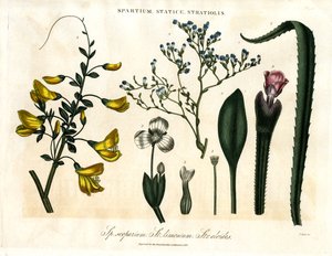 Spartium;Statice og Stratiolis af John Pass