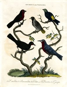 Sturnus og Tanagra (Stære og Tanager) af John Pass