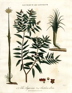 Sukkerrør og sandeltræ af John Pass