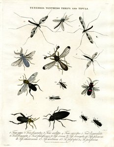 Tenebrio;Tenthedo;Thrips og Tipula - Insektmangfoldighed