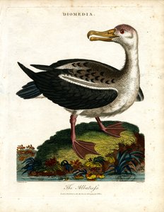 Albatrossen af John Pass