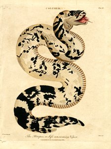 Atropos; eller livsforbrugende hugorm af John Pass