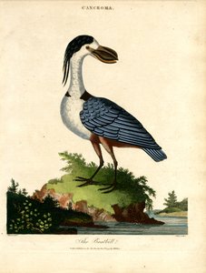 Bådbladet af John Pass