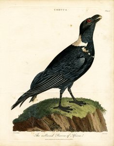 Halsbåndravn i Afrika af John Pass