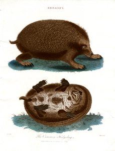 Det almindelige pindsvin af John Pass