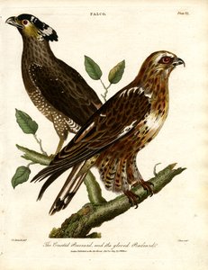 Hættemusvågen og handskemusvågen af John Pass