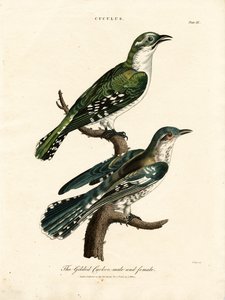 Den forgyldte gøg - mand og kvinde af John Pass