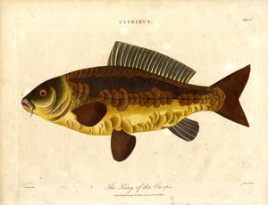 Kongen af karperne af John Pass