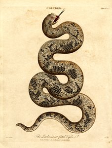 Lachesis eller den fatale hugorm af John Pass