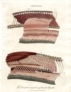 Slangers bevægeapparat og muskulatur af John Pass