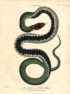 Natrix; eller vandhugormen