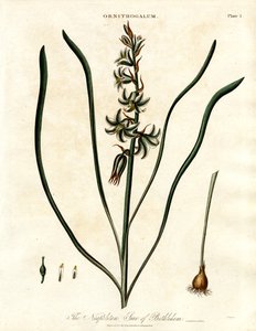 Den napolitanske Betlehemsstjerne af John Pass