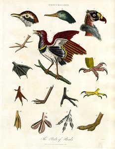 Fuglenes dele af John Pass