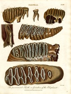 Elefantens permanente tænder eller kværne af John Pass