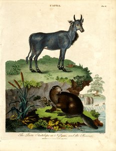 Picta-antilopen eller Nilgau og bæveren af John Pass