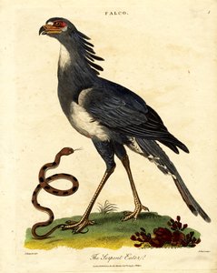 Sekretærfuglen eller slangetæmmeren af John Pass