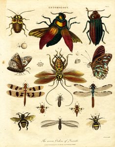 De syv insektordener