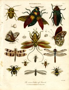 De syv insektordener af John Pass