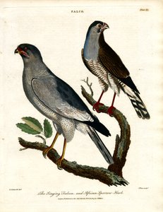 Den syngende falk og den afrikanske spurvehøg af John Pass