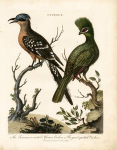 Touraco og den store plettede gøg af John Pass