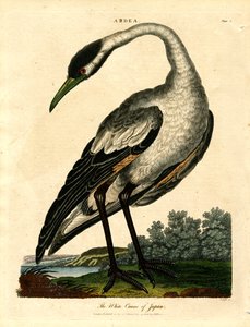 Den hvide trane i Japan af John Pass