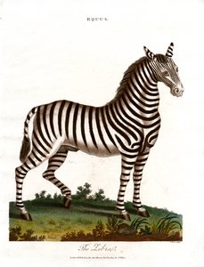 Zebraen af John Pass