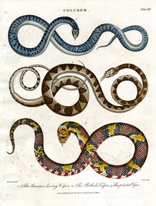 Tre forskellige arter af hugorme af John Pass