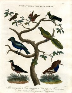 Todus;Tringa;Trochilus og Trogon