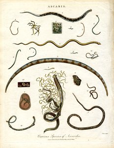 Forskellige arter af Ascarides af John Pass