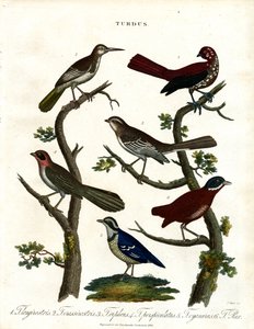 Forskellige arter af drosler (Turdus) af John Pass