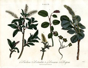 Forskellige arter af pil (Salix) af John Pass