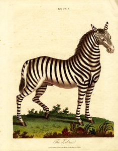 Zebra (Equus) af John Pass