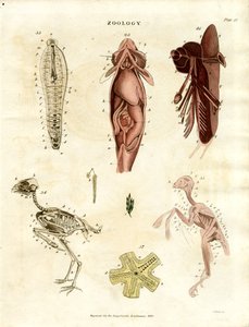 Zoologiske anatomiske illustrationer (planche XV) af John Pass