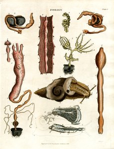 Zoologi Plade I: Anatomiske illustrationer af forskellige dyr