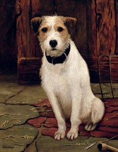 Portræt af terrier