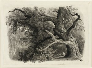 Gammelt træ i Billah - Sherwood-skoven af John Rawson Walker