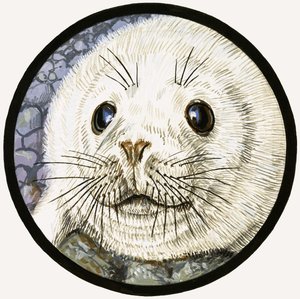 Vores havven sælen