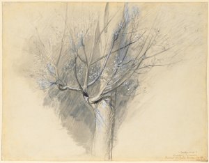 Spirende platan af John Ruskin