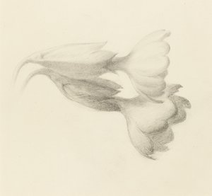 Cowslip Bells, sandsynligvis 1871 (grafit på vævet papir) af John Ruskin
