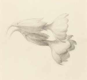 Cowslip Bells, sandsynligvis 1871. af John Ruskin