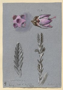 Fire undersøgelser af Ling, sandsynligvis 14. september 1869 af John Ruskin