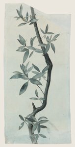 Study of Willow Leaves, c.1857 (blyant og akvarel på papir) af John Ruskin