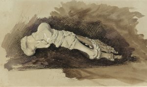 Knoglerne af et kvindeligt menneskes fod (blyant med wc og kropsfarve på papir) af John Ruskin