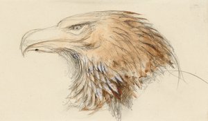 Hovedet af en almindelig Golden Eagle, fra livet, 8-11 september 1870 (akvarel og kropsfarve over grafit på vævet papir) af John Ruskin