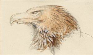 Hovedet af en almindelig kongeørn, fra Life, 8. - 11. september 1870. af John Ruskin
