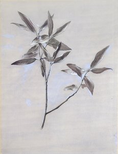 Under overfladen af en tørret spray af oliven, samlet i Verona, efter 1878 af John Ruskin