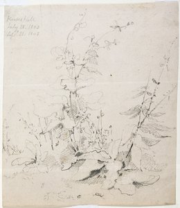 Undersøgelse af ukrudt, Kirkstall af John Sell Cotman