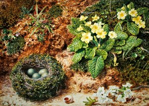Fuglerede med primula (akvarel & kropsfarve på papir)
