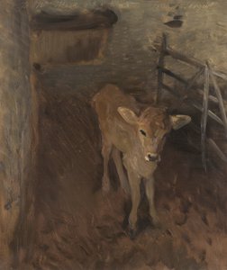 En Jerseykalv, 1893