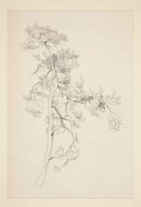 Træ og Løv af John Singer Sargent